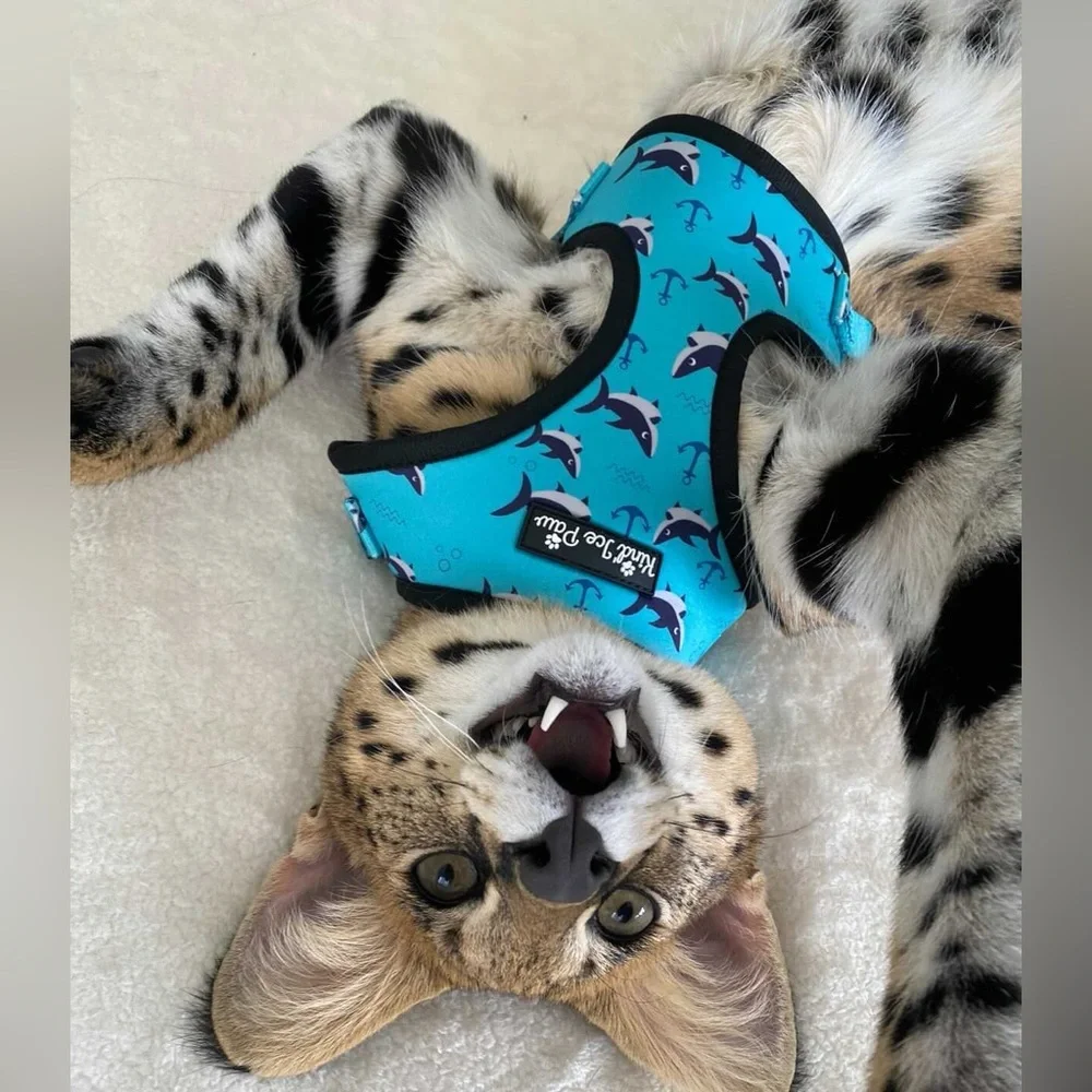 NWT CAT Harness - Kind Ice Paw Shark Print